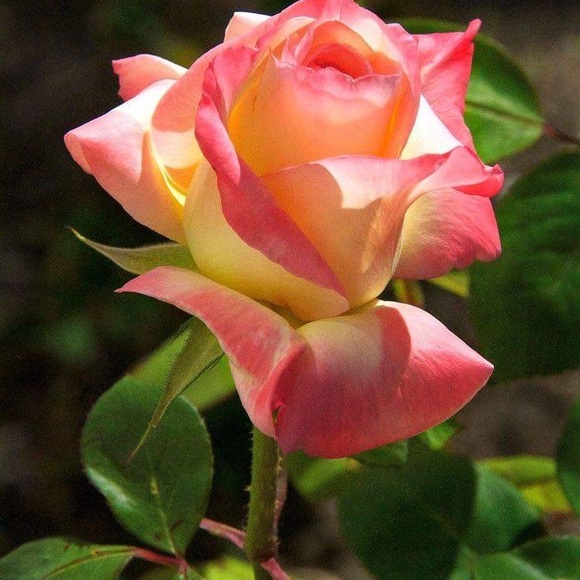 cyolanda326